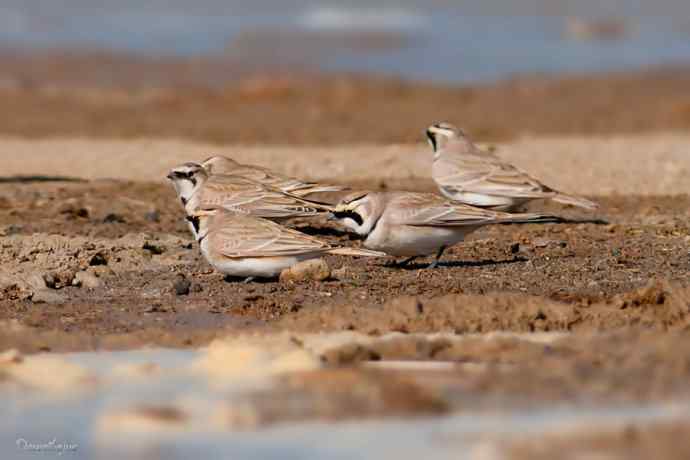角百灵 野鸭湖的一天