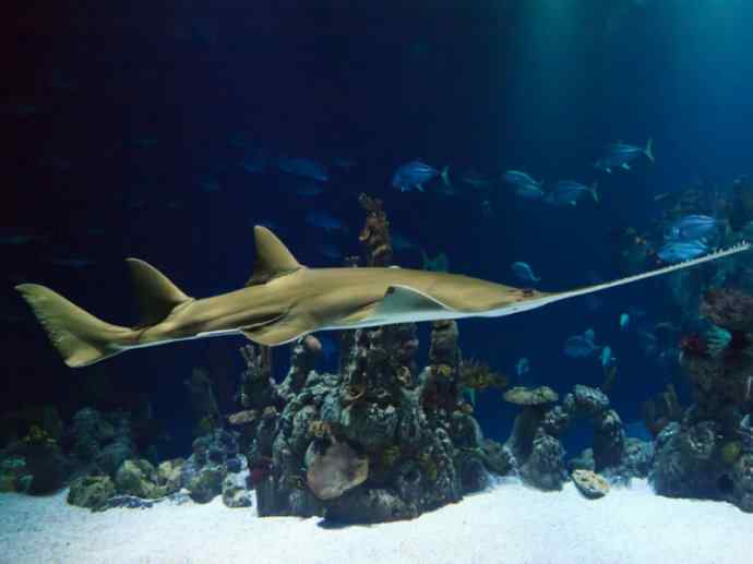 鱼类活化石：锯鳐