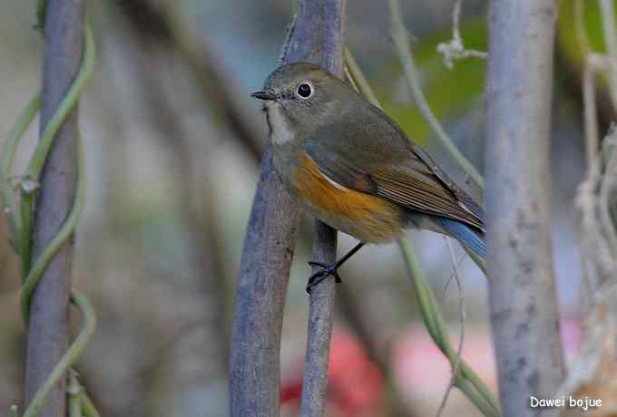 翩然红翅和十渡的那些鸟