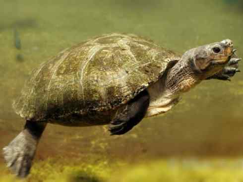 玄武:传说的兽原型探秘(潮龟) 玄武:传说的兽原型探秘(潮龟)