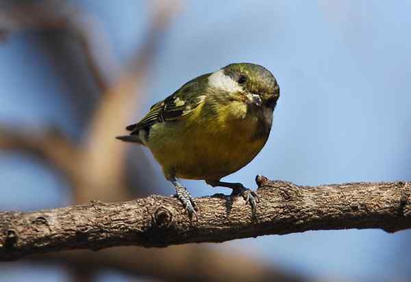 北京植物园赏鸟（三），黄腹山雀（组图）