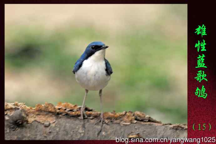 北京天坛公园的鸟类——雄性蓝歌鸲（15）