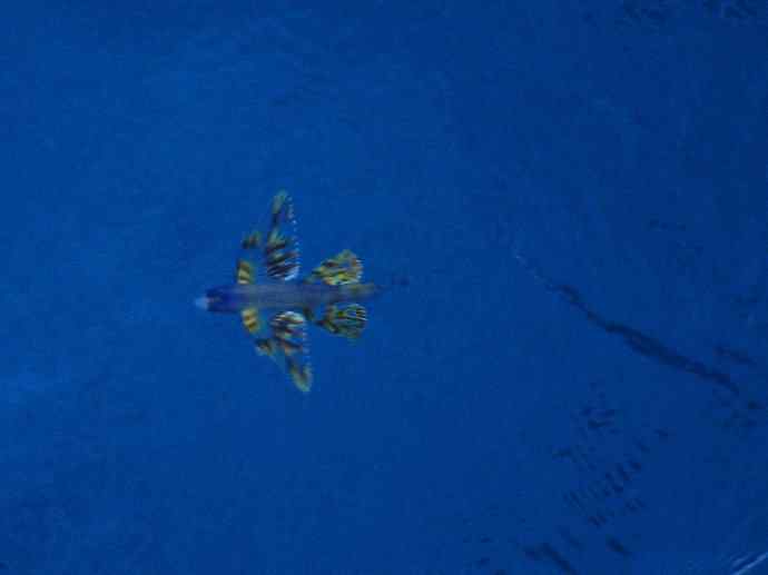 鱼类活化石：齿蝶鱼