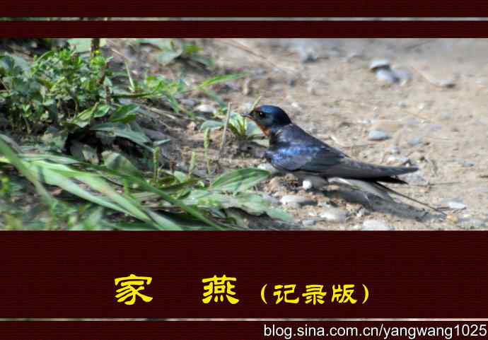 北京圆明园公园的鸟类——家燕(记录版)