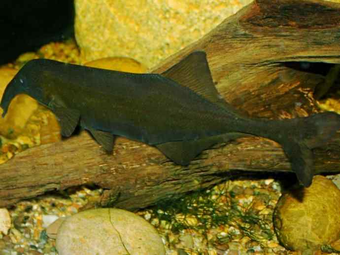 鱼类活化石：裸臀鱼