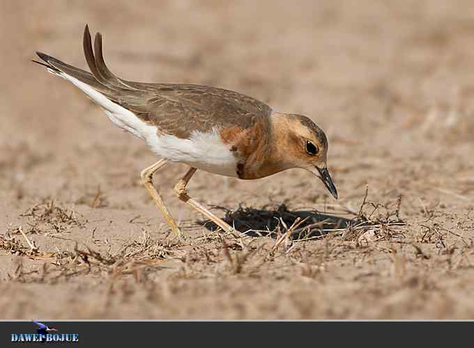 东方鸻小憩野鸭湖