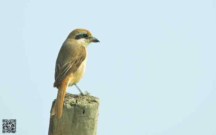野鸭湖的楔尾伯劳和红尾伯劳