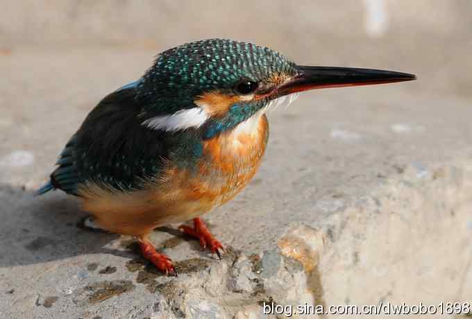 新年第一炮:小翠抓虾 新年第一炮:小翠抓虾