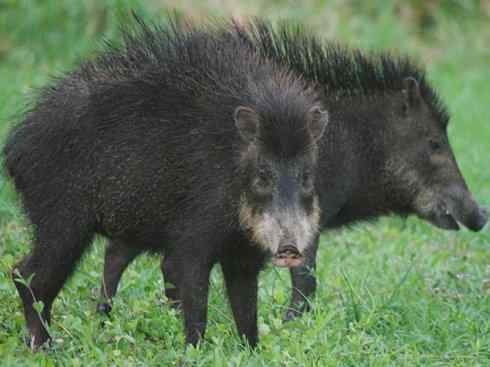 麒麟：传说的兽原型探秘（叉角羚）