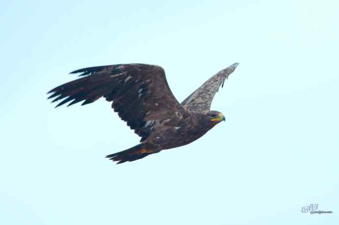 一组草原雕迎面起飞和飞行图（拍摄距离60米）