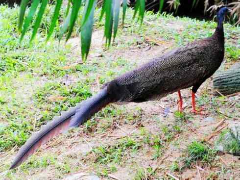 凤凰：传说中的鸟原型探秘（大眼斑雉）