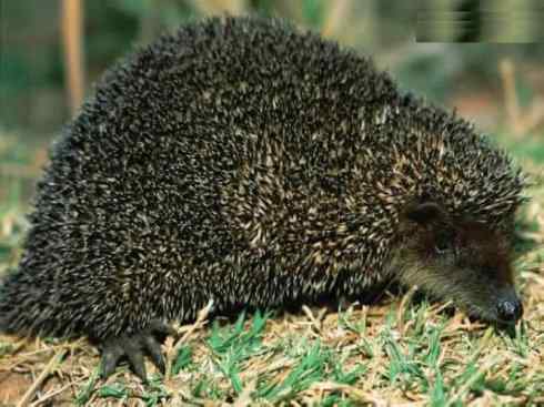 动物世界：山寨还是原创之三