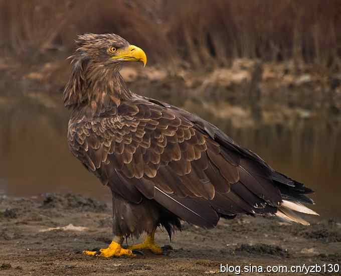 挑战鹰眼(组图,8张图片)