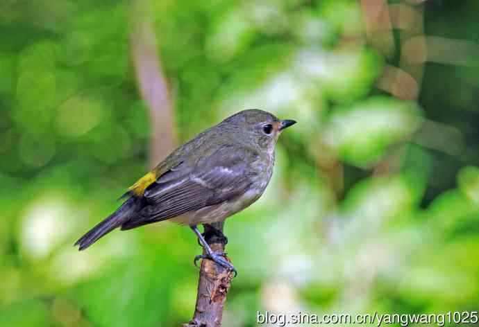 雌性白眉姬鹟（3）