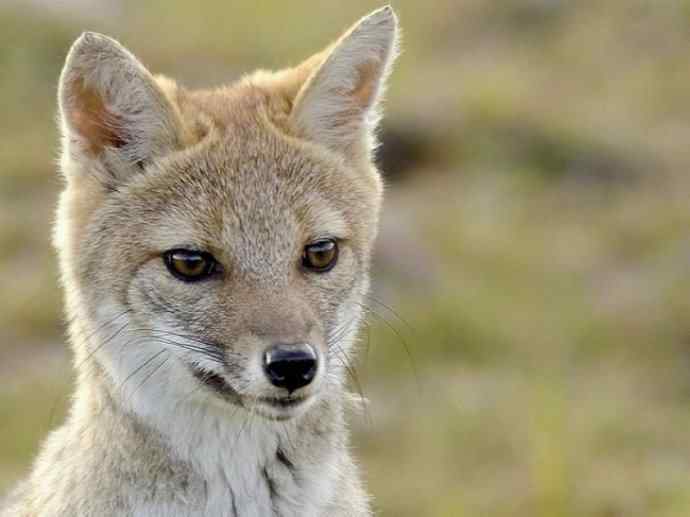 犬科：狐亚科伪狐属之高地狐、河狐、秘鲁狐