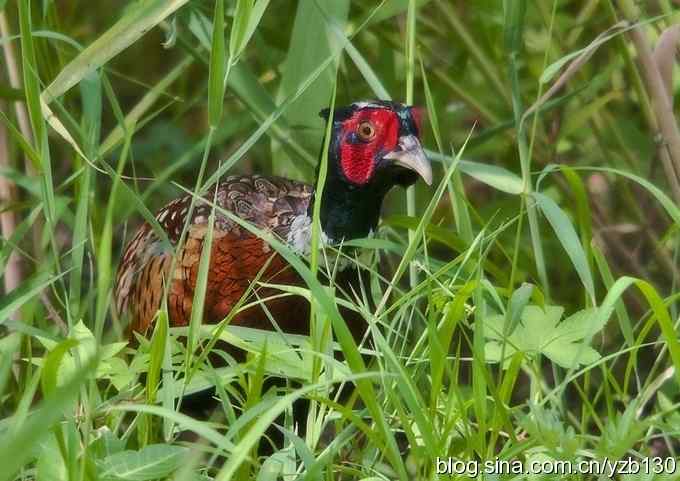 闲庭信步环颈稚（组图，21张图片）