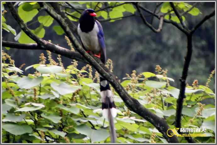 瓦屋山拍鸟（瓦屋山系列三）【照片】