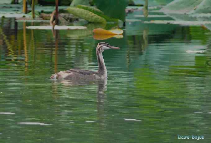 颐和园的凤头 颐和园的凤头