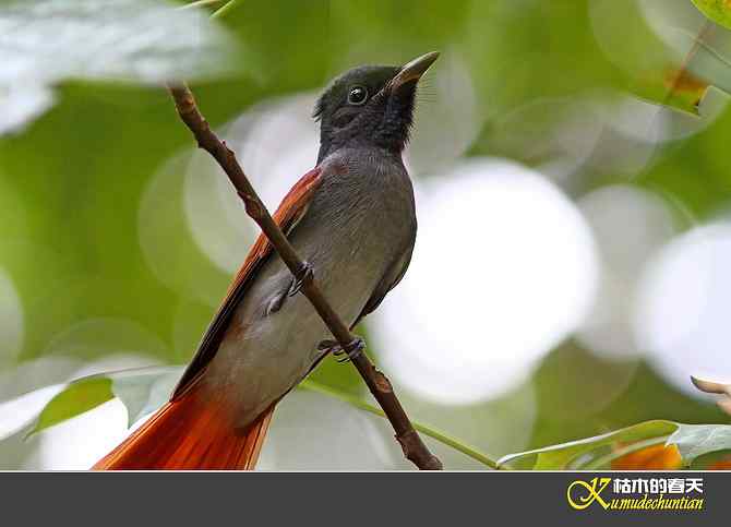 也拍鈥準俅潯菊掌