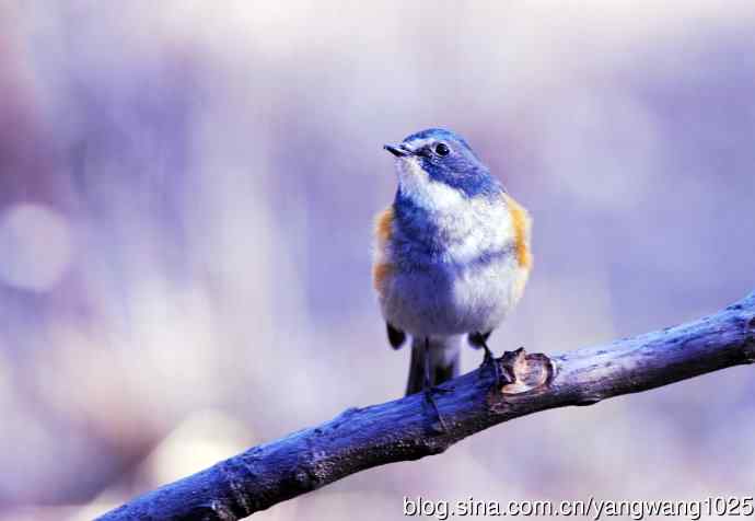 雄性红胁蓝尾鸲(11) 雄性红胁蓝尾鸲(11)