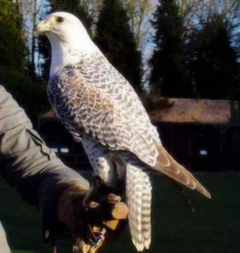 家禽驯化之源之六