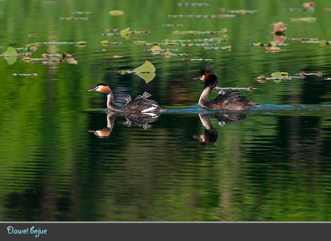 绿意倒映中的pt家园
