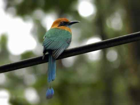 绝色攀禽:佛法僧目之翠鴗2 绝色攀禽:佛法僧目之翠鴗2