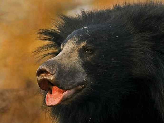 盘点十二大著名食蚁动物：懒熊
