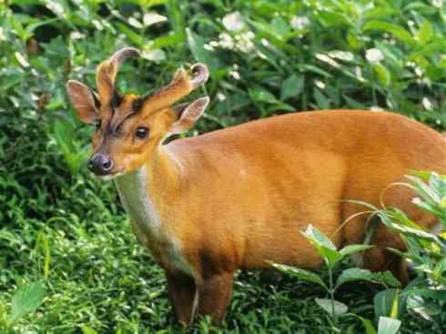 麒麟：传说的兽原型探秘（麂）