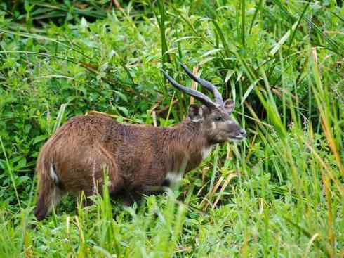 麒麟：传说的兽原型探秘（紫羚）