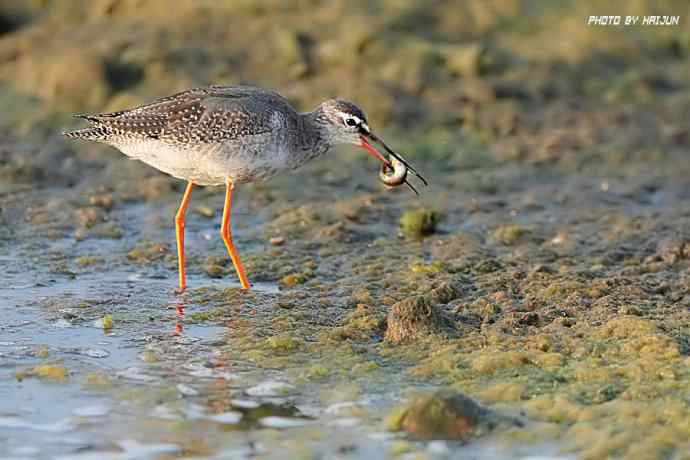 秋实（鹤鹬 wbr遗鸥 wbr扇尾沙锥 wbr金斑鸻）