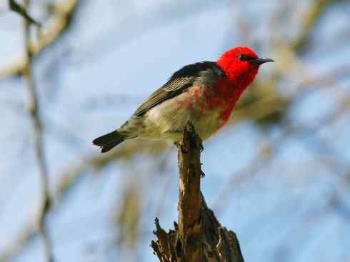 极品红色鸟类：绯红摄蜜鸟