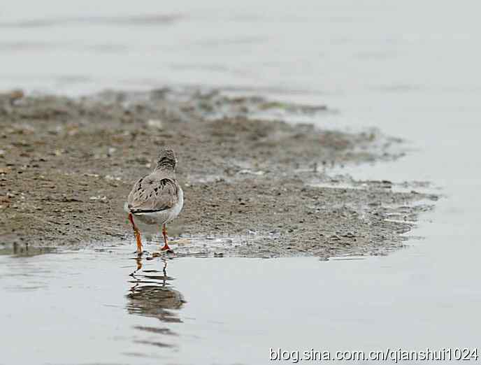 来去匆匆翘嘴鹬 来去匆匆翘嘴鹬