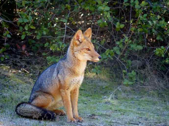 犬科：狐亚科伪狐属之阿根廷狐、山狐、达尔文狐