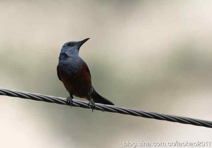 蓝矶鸫、蓝翡翠