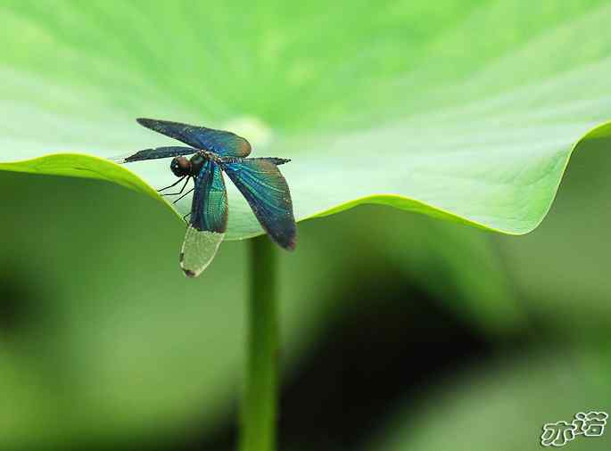 圆明园&nbsp;wbr路&nbsp;wbr黑丽翅蜻鈥斺敽商裂蘧