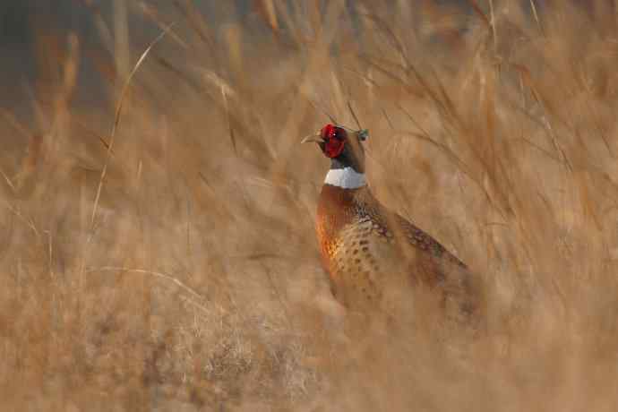 晨光里的环颈雉☆