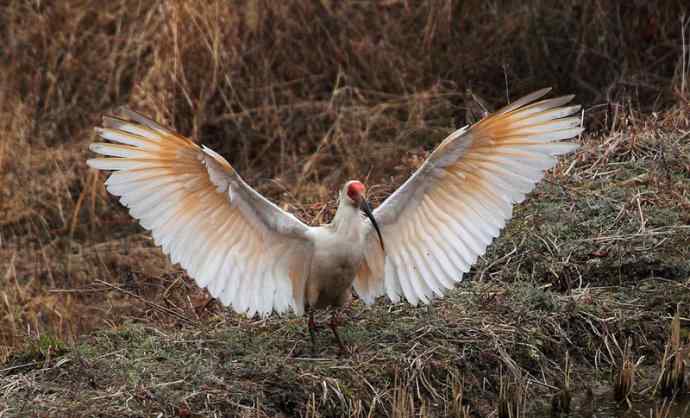 洋县两天观鸟，秦岭如此美妙！