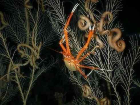 自然奇观:动物大迁徙(红蟹) 自然奇观:动物大迁徙(红蟹)