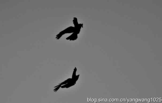 剪纸(空中的战斗) 剪纸(空中的战斗)