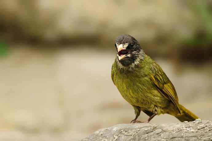 等待（南植收获）