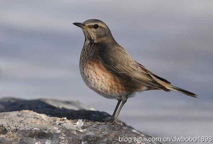 赤颈鸫和小鹪鹩