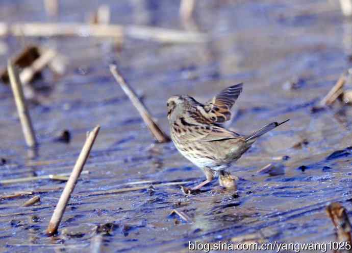 雌性灰头鹀（4）