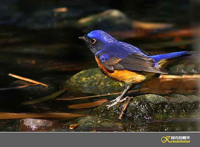 棕腹仙鹟的沐浴秀【实拍】