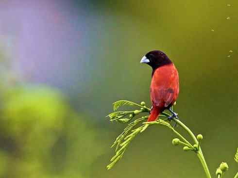 极品红色鸟类：红梅花雀