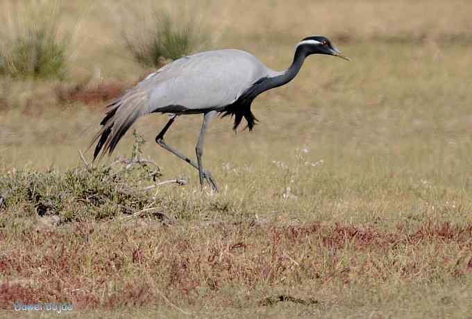 达里诺尔湖的蓑羽鹤 达里诺尔湖的蓑羽鹤