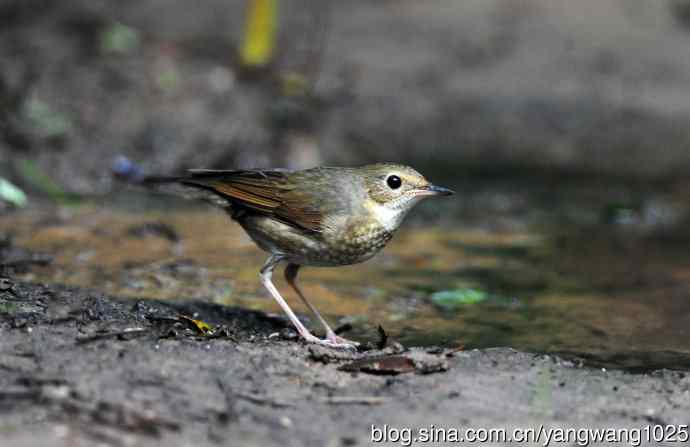 雌性蓝歌鸲（8）