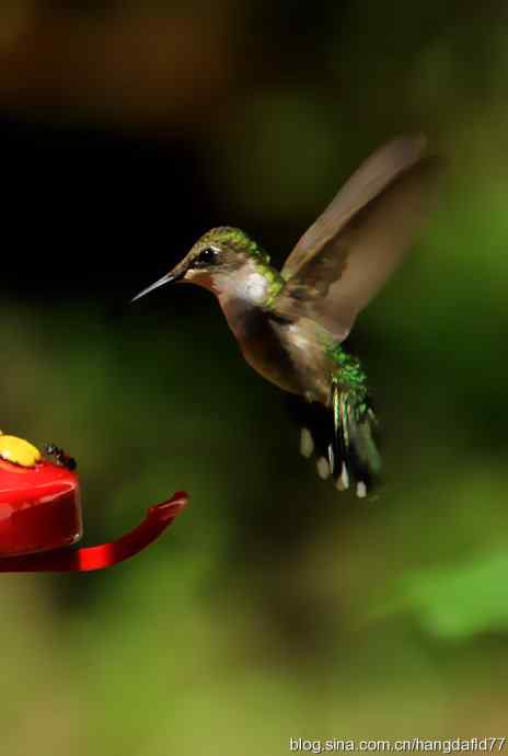 红玉喉北蜂鸟(2) 红玉喉北蜂鸟(2)