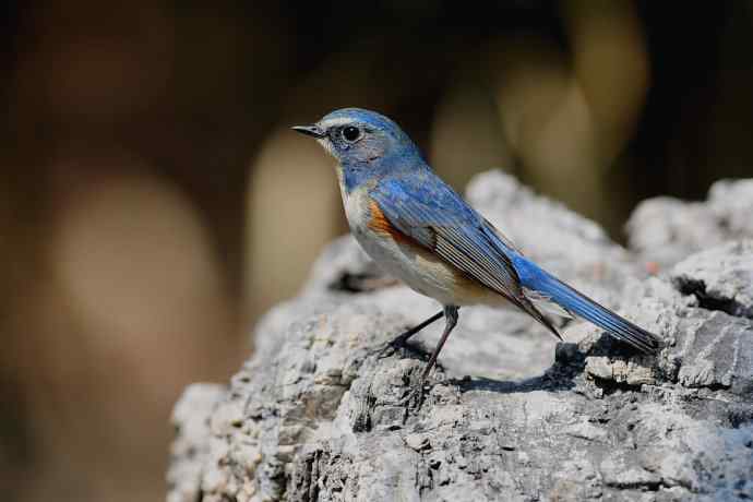 北植的红胁蓝尾鸲