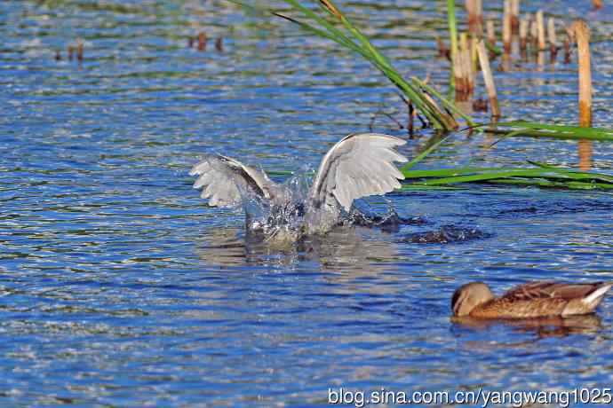 寻鱼的夜鹭（7）